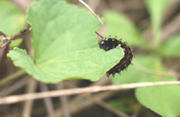 The Silver-bordered Fritillary caterpillar that was introduced to the Fermilab prairie in October 2002.