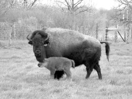 One of over two dozen baby bison with his mother that were born in the spring at Fermilab.