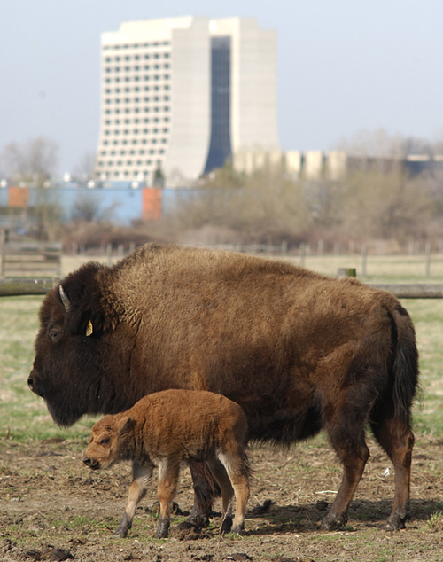 Baby buffalo with mom in front of Wilson Hall.